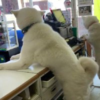 誰かがやってきた！！