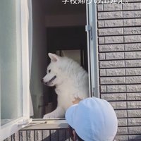 秋田犬のお見送りとお出迎え9