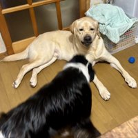 困り顔