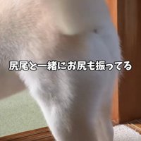尻尾と一緒にお尻も揺れる犬