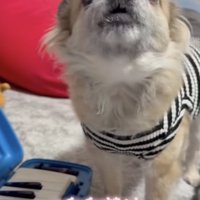 コンサート、開演