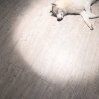 福丸くんの寝姿