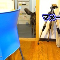 「おいで」とアピール中