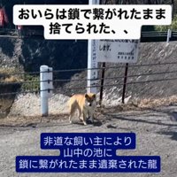 遺棄されていた柴犬