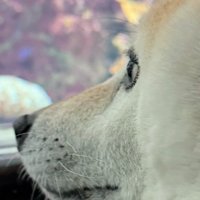 「あれはなに？」