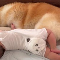 秋田犬が子守りを担当