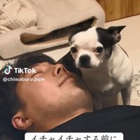 ママを見るピペちゃん