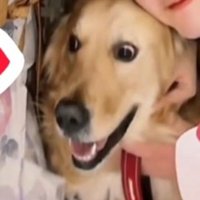 目を見開いてカメラとは違う方向を見つめる犬