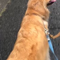 家族たちと一緒に散歩道を歩く犬