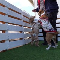 オヤツをあげようとしたら…