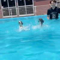 バタバタ泳ぎする犬