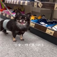 笑顔の犬2