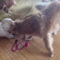 にぎやかな光景にホッコリ