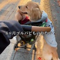 ルルちゃんがカートに飛びついた！