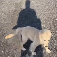 嬉しそうに走る犬2
