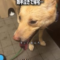 アップの犬