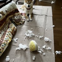 わんぱく