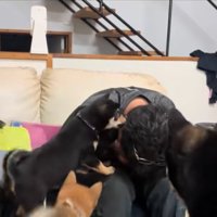 たくさんの犬