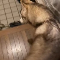 玄関の方へUターンする犬
