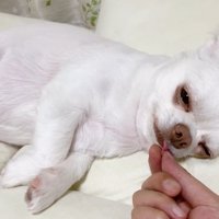 コハクくんの舌を掴んだら？8