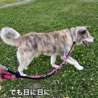 草の上を元気に歩く犬