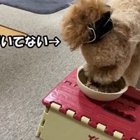 ご飯に夢中で気付きません！