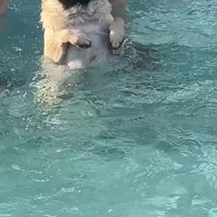 プールに来たぽんずちゃん7