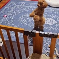 後ろ足で立ち上がってドアを見つめる犬