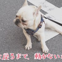 公園の外に出ても諦めません