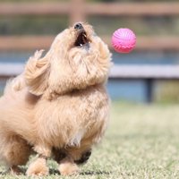 キャッチできないポテチくん2