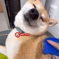 ブラッシング中のフクちゃん9