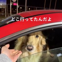 女性の手から顔を離す犬