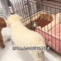 子犬が寝言をいっている！？