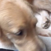 子猫の育児はベテラン級♪