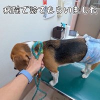 足をかばうこま君7