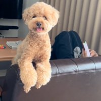 おんぶされる犬