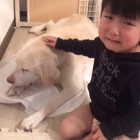 老犬を撫でる男の子