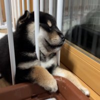 お顔がムギュッ