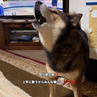 遠吠えするしゅんくん1