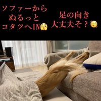 頭はこたつに…