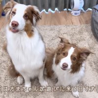首をかしげる2匹