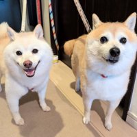 ニコニコ