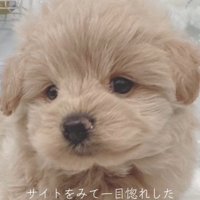 ポコくんの耳の変化