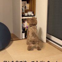 立ち上がって斜め上を見つめる犬