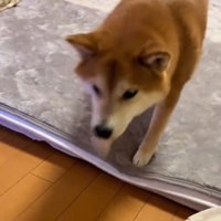 飼い主のところへ駆け寄る犬