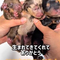 生まれたばかりの赤ちゃん犬