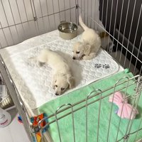 ベッドにいる赤ちゃん犬たち