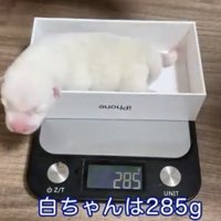 箱から顔を出す白い犬