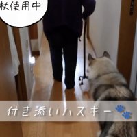 杖をついて歩くおばあちゃんを見るハスキー