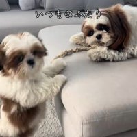 パンちゃん＆コメちゃん3